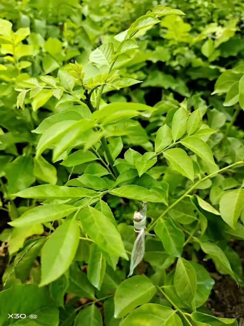 紫肉黄皮，种苗，水果苗