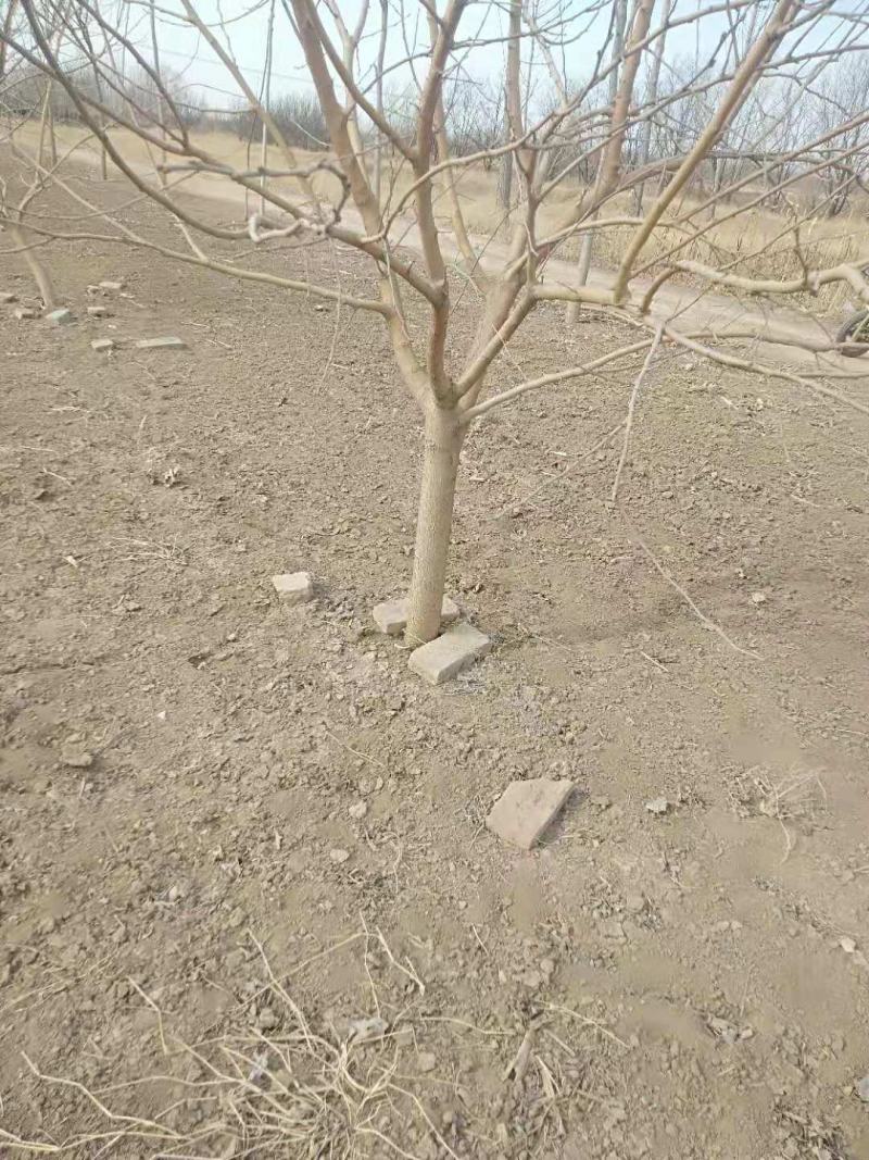 【抗寒抗碱】河北沧州桑椹苗，实生苗，质量好，价格低。