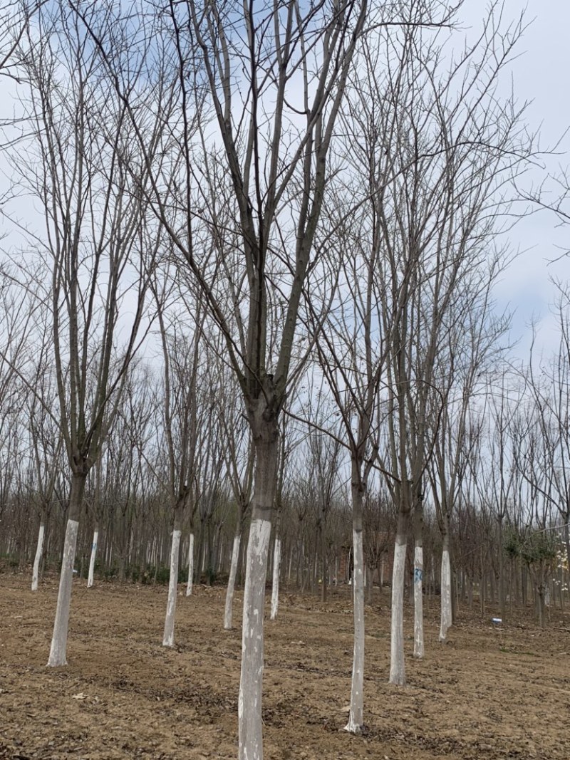 6～12公分巨紫荆基地直销价