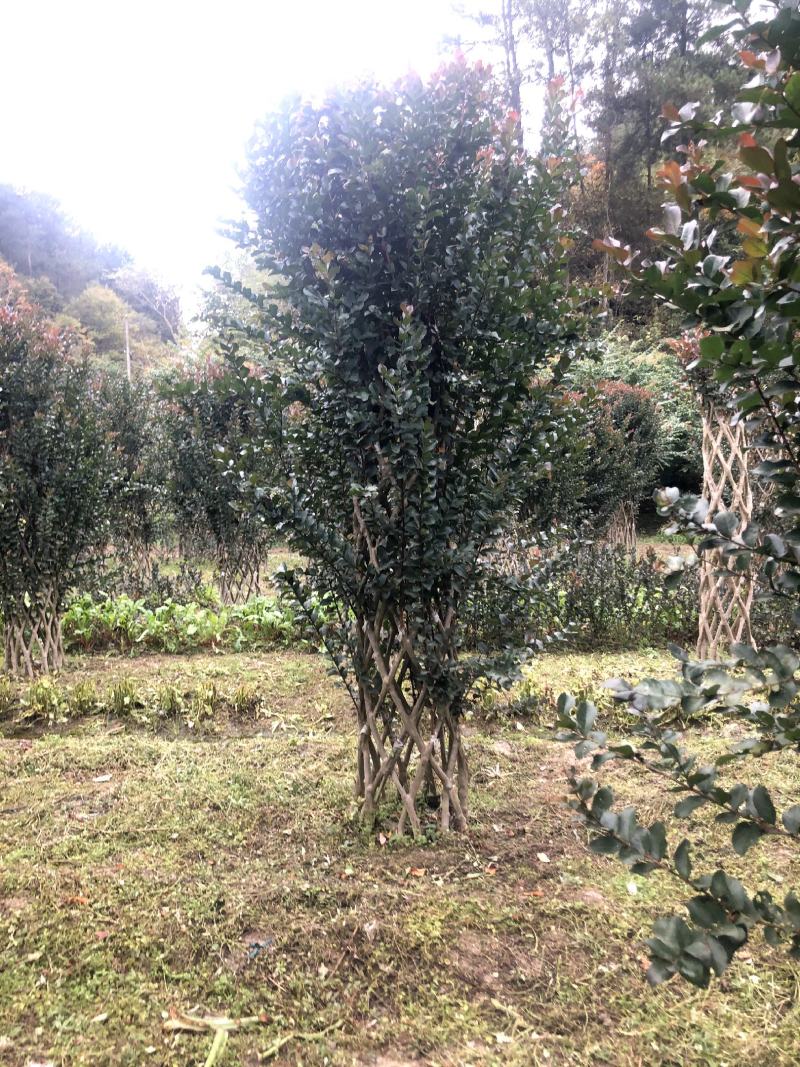 精品异形弯弯红花紫薇树三红紫薇柱子少量提供，找便宜货的