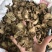 独活无硫磺足干货味道浓郁选片大片，统货都有