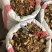 独活无硫磺足干货味道浓郁选片大片，统货都有