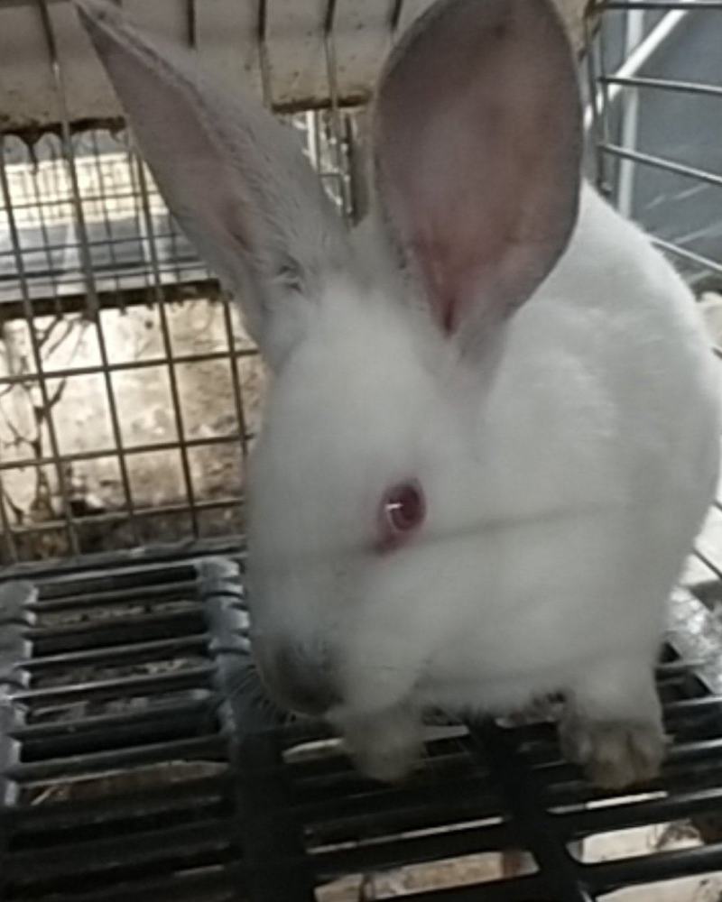 种兔，公羊兔伊拉肉兔新西兰肉兔，比利时兔，欢迎订购