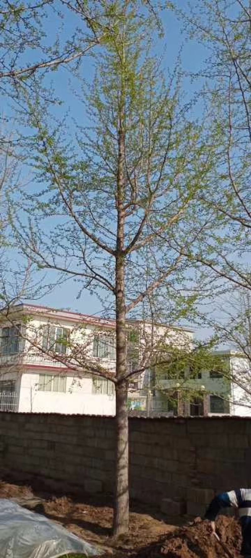 基地直销银杏树15公分18公分20公分