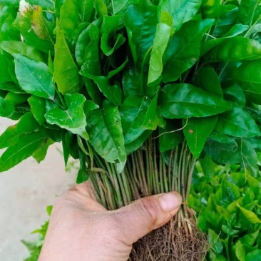 黄皮果苗黄皮果小苗，广西黄皮果芽苗包邮