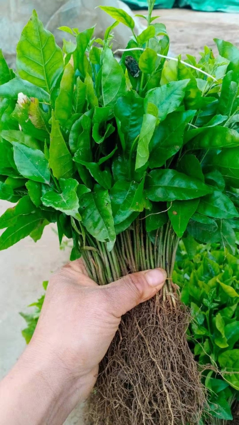 黄皮果苗黄皮果小苗，广西黄皮果芽苗包邮