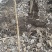 107杨树苗细节图需要的抓紧下单