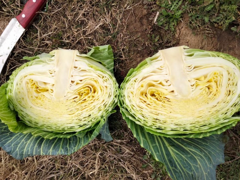 河南省新县精品，东升大量上市