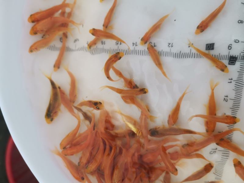 金丝红鲤鱼苗，红鲤鱼苗，鲤鱼苗，大量现货，支持快递，空运