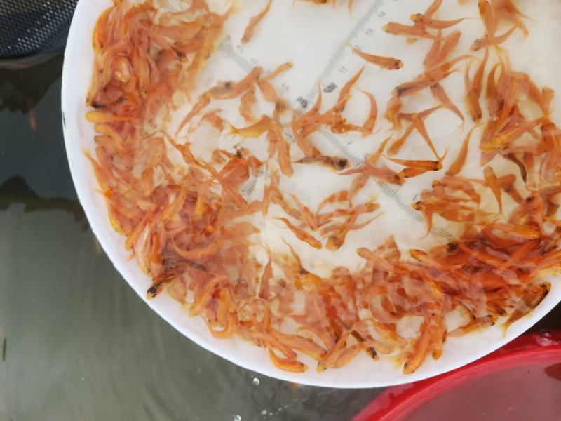 金丝红鲤鱼苗，红鲤鱼苗，鲤鱼苗，大量现货，支持快递，空运