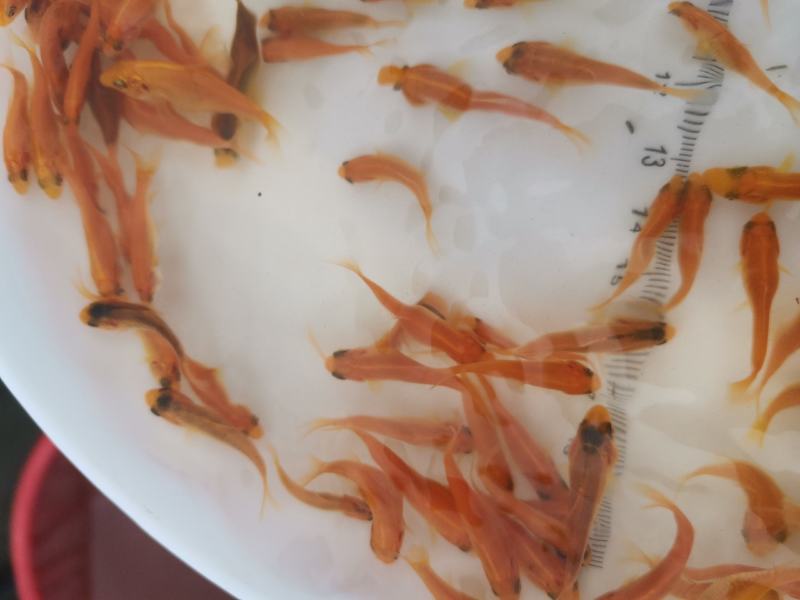 金丝红鲤鱼苗，红鲤鱼苗，鲤鱼苗，大量现货，支持快递，空运