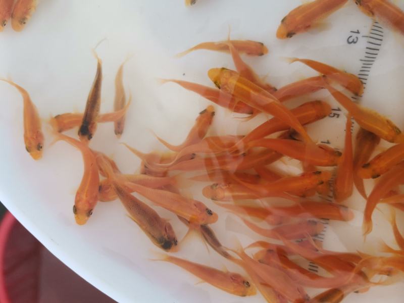 金丝红鲤鱼苗，红鲤鱼苗，鲤鱼苗，大量现货，支持快递，空运