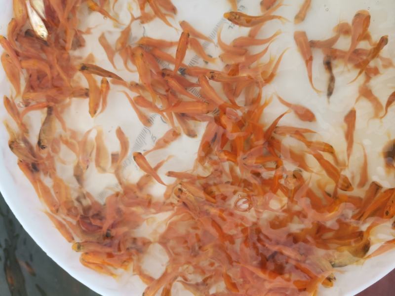金丝红鲤鱼苗，红鲤鱼苗，鲤鱼苗，大量现货，支持快递，空运