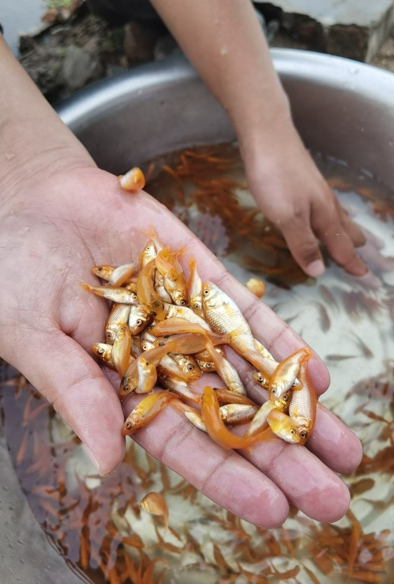 金丝红鲤鱼苗，红鲤鱼苗，鲤鱼苗，大量现货，支持快递，空运