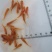 金丝红鲤鱼苗，红鲤鱼苗，鲤鱼苗，大量现货，支持快递，空运