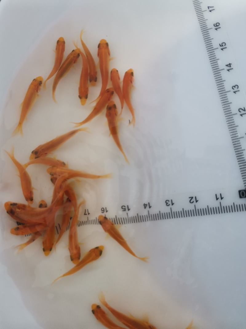 金丝红鲤鱼苗，红鲤鱼苗，鲤鱼苗，大量现货，支持快递，空运