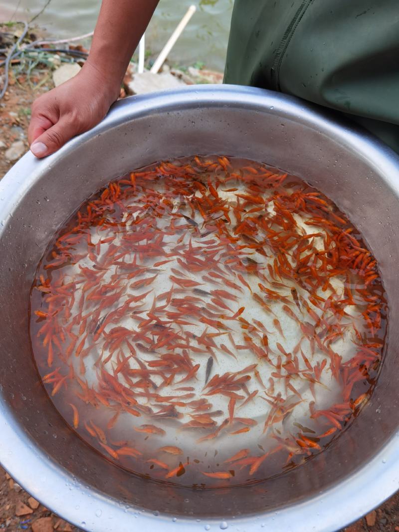 金丝红鲤鱼苗，红鲤鱼苗，鲤鱼苗，大量现货，支持快递，空运