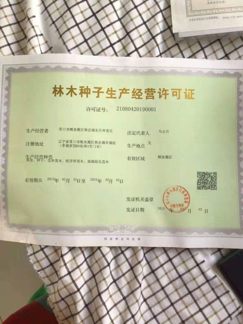 刺槐种子，新种子，不精选