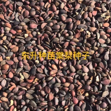野山梨，嫁接各种梨树苗，籽粒饱满，发芽率高