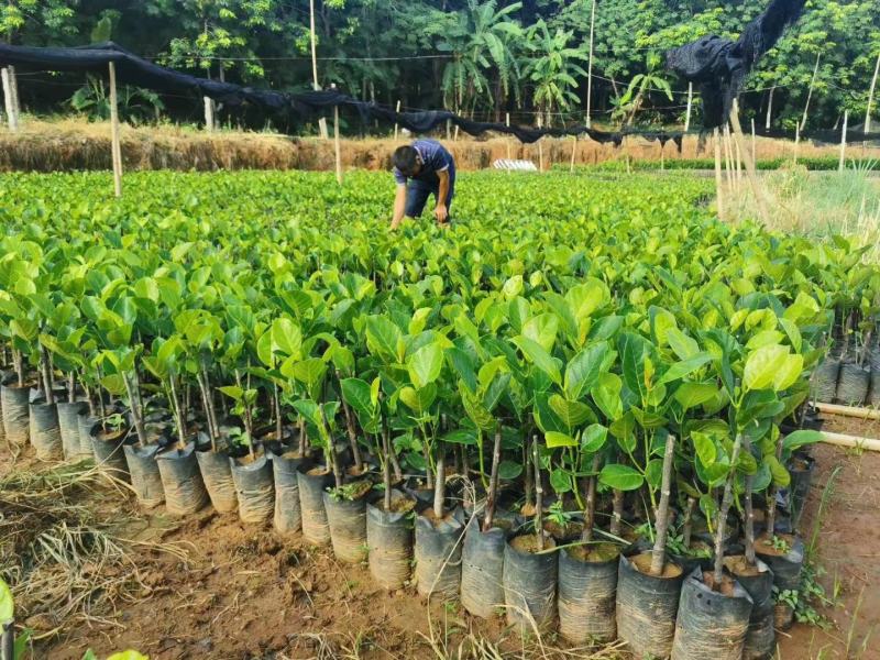 菠萝蜜苗四季马来西亚1号红肉嫁接菠萝蜜南北方种植当年结果