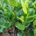 菠萝蜜苗四季马来西亚1号红肉嫁接菠萝蜜南北方种植当年结果