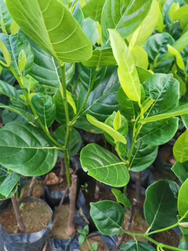 菠萝蜜苗四季马来西亚1号红肉嫁接菠萝蜜南北方种植当年结果
