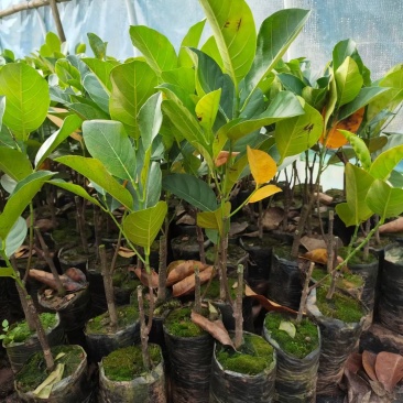 菠萝蜜苗四季马来西亚1号红肉嫁接菠萝蜜南北方种植当年结果