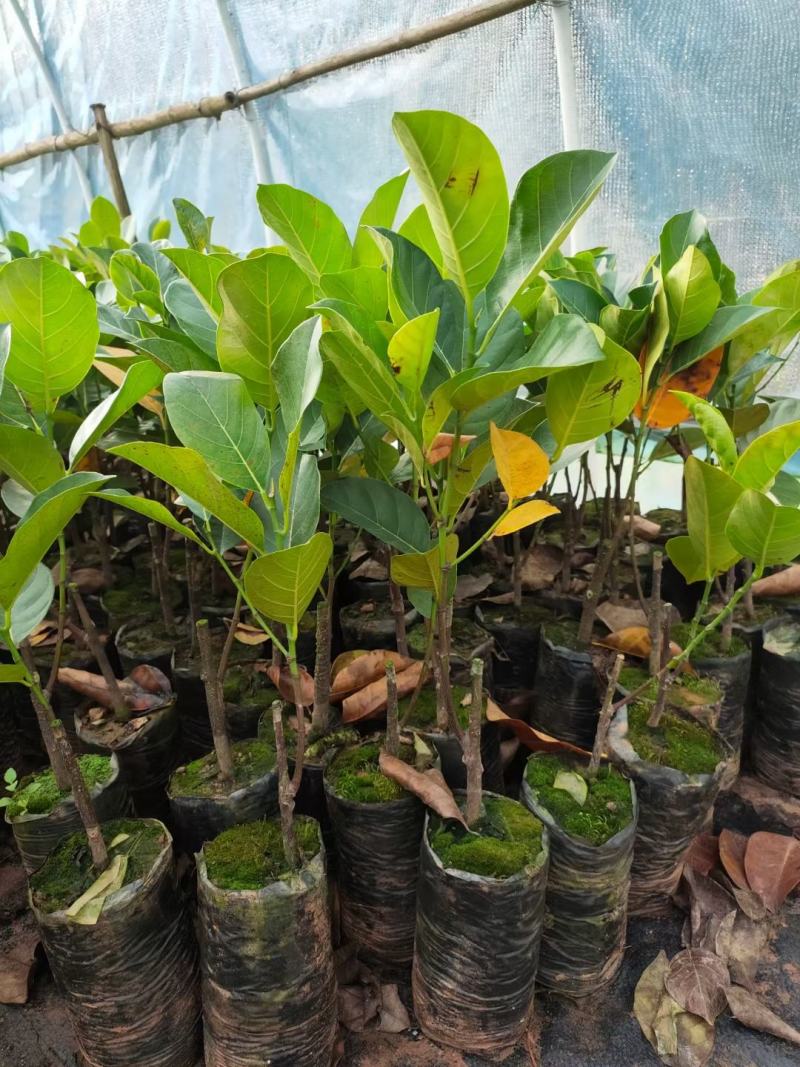 菠萝蜜苗四季马来西亚1号红肉嫁接菠萝蜜南北方种植当年结果