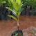 菠萝蜜苗四季马来西亚1号红肉嫁接菠萝蜜南北方种植当年结果