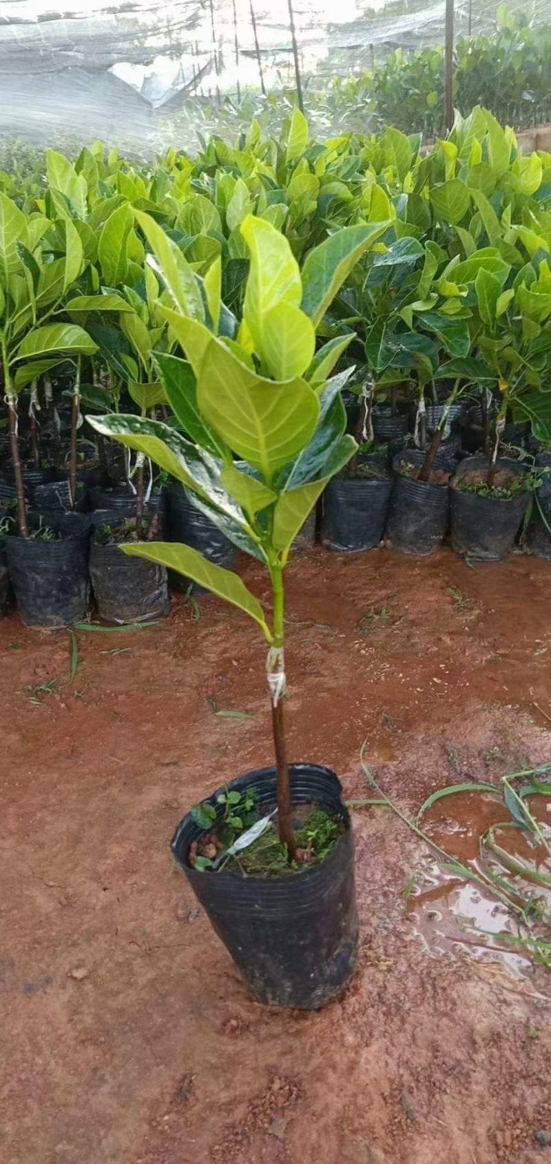菠萝蜜苗四季马来西亚1号红肉嫁接菠萝蜜南北方种植当年结果