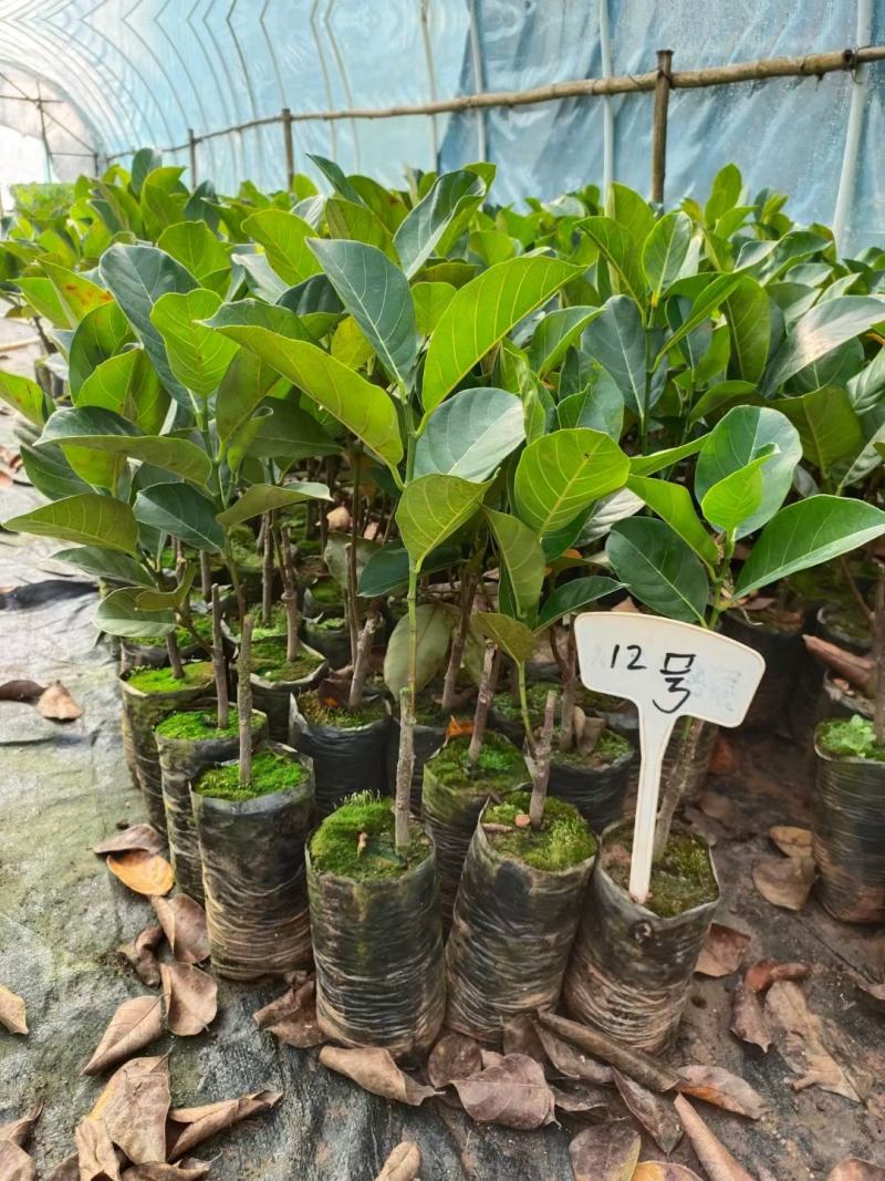 菠萝蜜苗四季马来西亚1号红肉嫁接菠萝蜜南北方种植当年结果