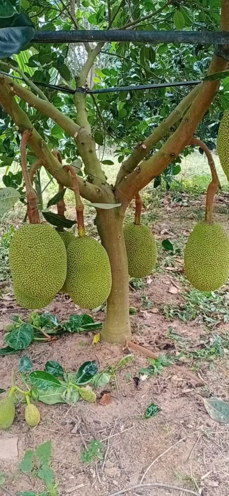 菠萝蜜苗四季马来西亚1号红肉嫁接菠萝蜜南北方种植当年结果