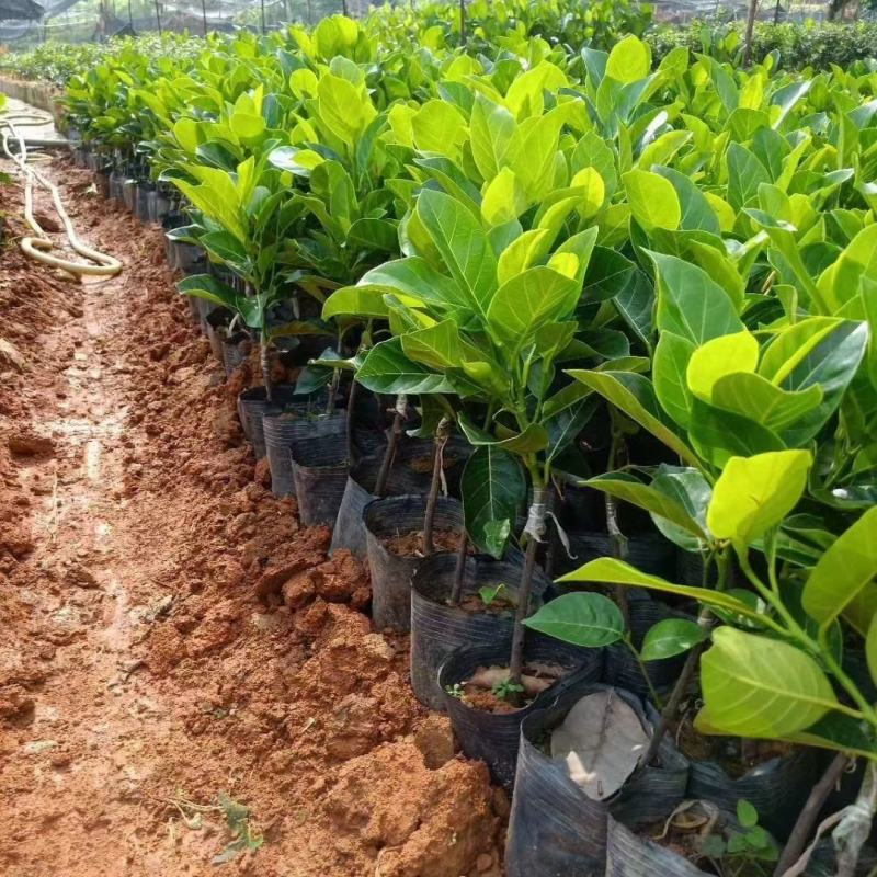 菠萝蜜苗四季马来西亚1号红肉嫁接菠萝蜜南北方种植当年结果