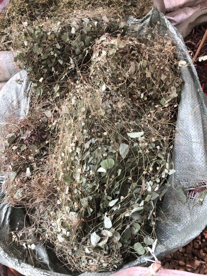 化石草小叶金钱草圆叶化石草肾茶