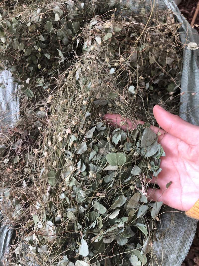 化石草小叶金钱草圆叶化石草肾茶