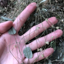 化石草小叶金钱草圆叶化石草肾茶