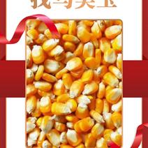 精选烘干玉米🌽长年供货