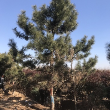 黑松地径8-20公分松树黑松苗黑松造型黑松