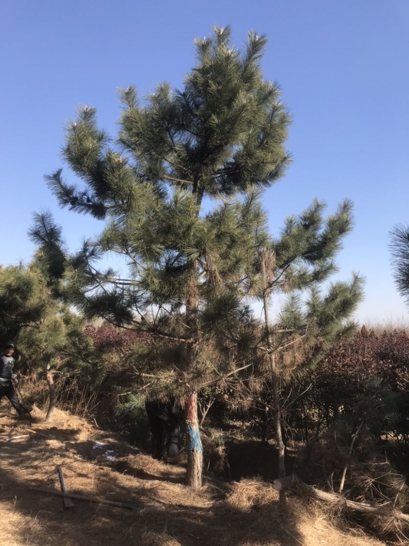 黑松地径8-20公分松树黑松苗黑松造型黑松