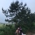 黑松地径8-20公分松树黑松苗黑松造型黑松