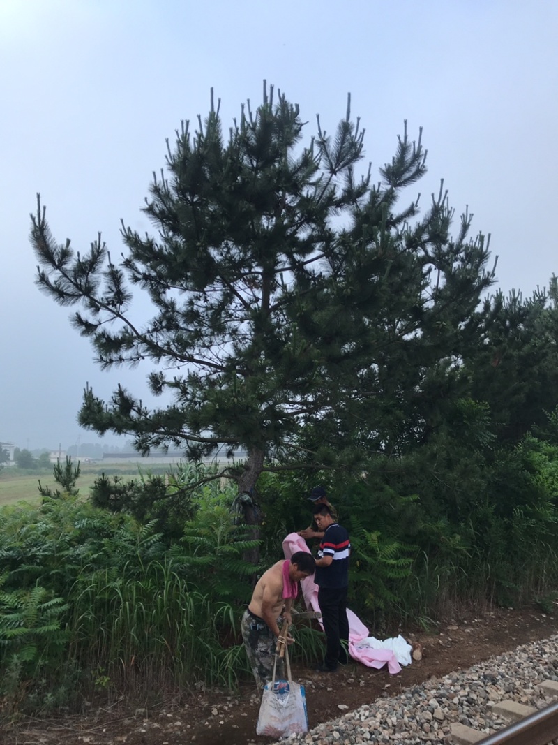 黑松地径8-20公分松树黑松苗黑松造型黑松
