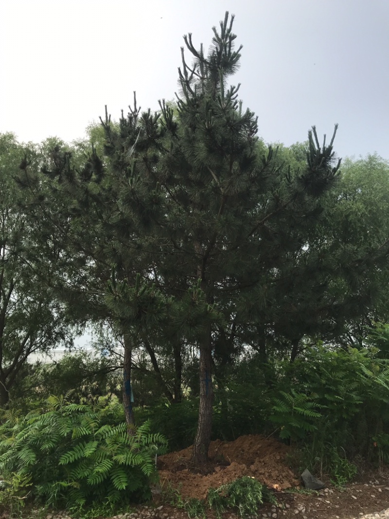 黑松地径8-20公分松树黑松苗黑松造型黑松