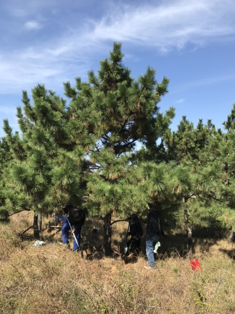 黑松地径8-20公分松树黑松苗黑松造型黑松
