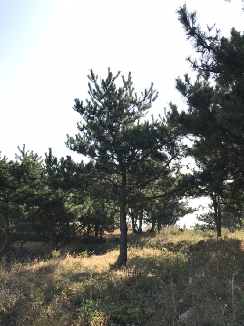 黑松地径8-20公分松树黑松苗黑松造型黑松
