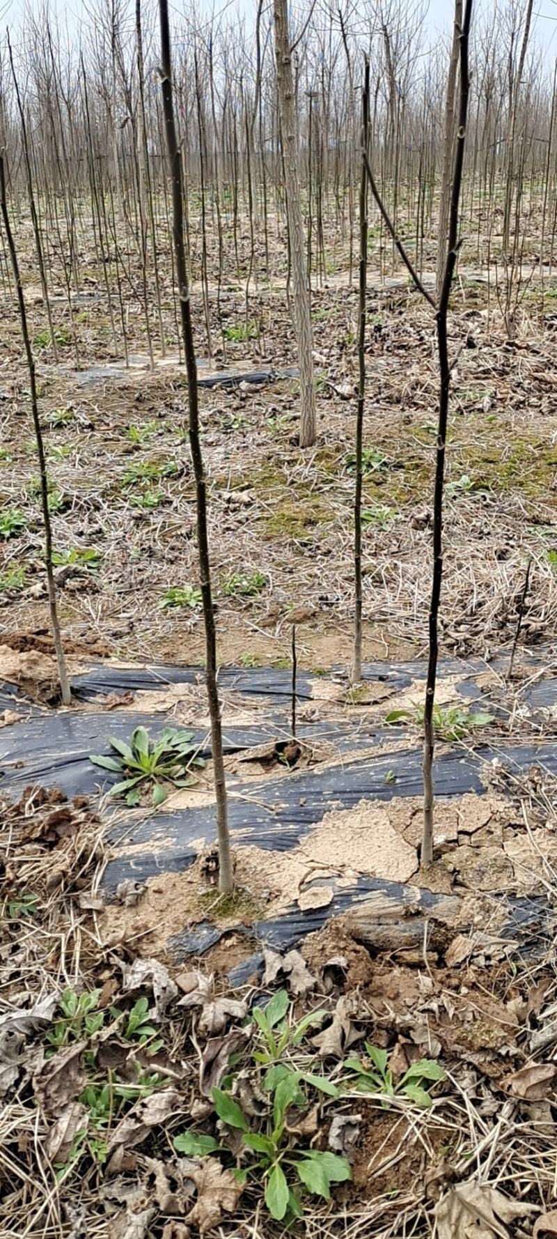 供应辛夷当年小苗粗壮苗