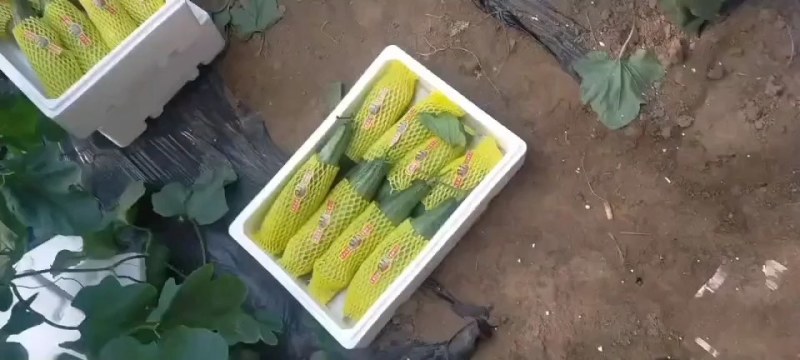 山东羊角蜜甜瓜产地直销大量上市专业代收团队品质保障