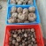 新鲜白魔芋豆腐原材料小魔芋老品种陕南特产