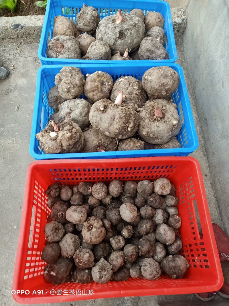 新鲜白魔芋豆腐原材料小魔芋老品种陕南特产