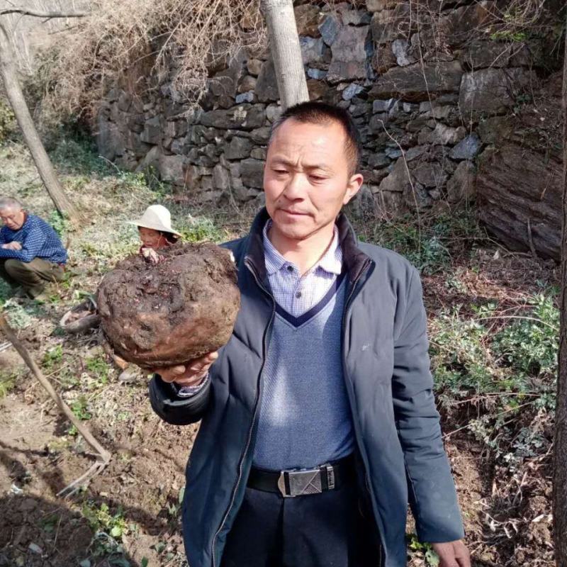 新鲜白魔芋豆腐原材料小魔芋老品种陕南特产