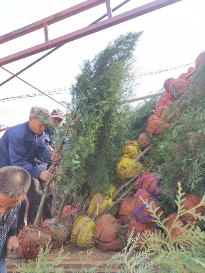 侧柏地栽苗，高1.8-2.2米，30土球